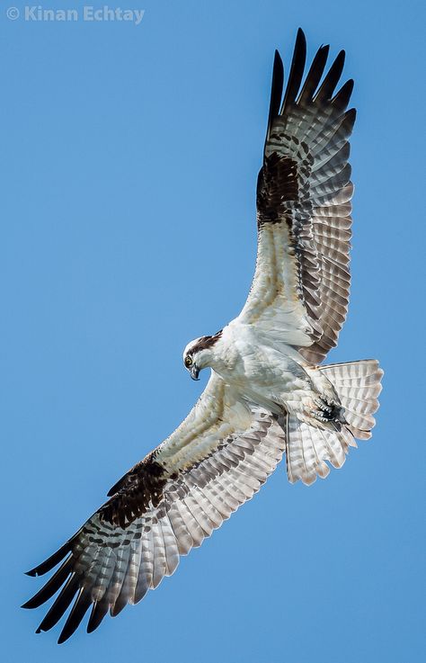 Osprey (Pandion haliaetus) Osprey Tattoo, Osprey Drawing, Osprey Plane, Osprey Flying, Osprey Bird Painting, Osprey Bird, Mv-22 Osprey, Winged People, Artificial Birds