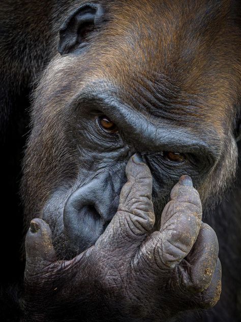 Gorilla Aesthetic, Aesthetic Monkey, Western Lowland Gorilla, Gorilla Gorilla, London Zoo, Great Ape, Photo D Art, Wildlife Photos, Photography Contests