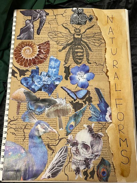 Alevel Art Title Page Ideas, Gcse Textiles Title Page, Nature Title Page, Natural Form Gcse Art Sketchbook Ideas, Natural Forms Title Page, Natural Forms Sketchbook, Natural Forms Gcse Title Page, Gcse Moodboard, Sketbook Ideas