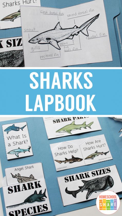 Shark Worksheets Preschool, Shark Poster Board Project, Shark Art And Craft, School Presentation Ideas, Shark Homeschool, Shark Study, Shark Unit Study, Shark Project, Shark Lady Book Activities