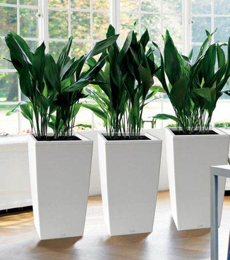 Tall Indoor Planters - Ideas on Foter Indoor Planter Decor, Planter Gardens, Potted Plants For Shade, Plant Planters, Potting Plants, Planter Decoration, Potted Plants Patio, Planter Plants, Tall Indoor Plants