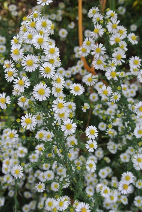 Aster Aesthetic, White Aster, Michaelmas Daisy, Garden Landscaping Backyard, Flower Identification, Aster Flower, Sun Garden, Victorian Flowers, Moon Garden