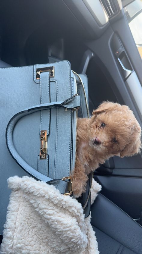 #maltipoopuppy
#petcarrier
#petpurse
#puppies
#TSA
#apricot maltipoo
#maltipoo puppy
#maltipoo Puppy In Purse, Dogs In Purses, Small Dog Carrier Purses, Purse Dog Aesthetic, Dog In Purse, Textiles Aesthetic, Purse Puppy, Dog Purse Carrier, Pet Carrier Purse