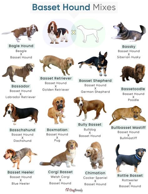 List of Popular Basset Hound Mixes With Pictures Miniature Basset Hound, Basset Hound Funny, Animal Rescue Ideas, Dog Infographic, Basset Hound Mix, Dog Breeding, Livestock Guardian Dog, Apartment Dogs, Hound Dogs