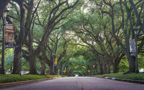 Oak tree tunnel Things To Do In Texas, Houston Travel, Uss Texas, Tree Tunnel, Uber Ride, Short Vacation, Downtown Houston, San Jacinto, Texas Hill Country