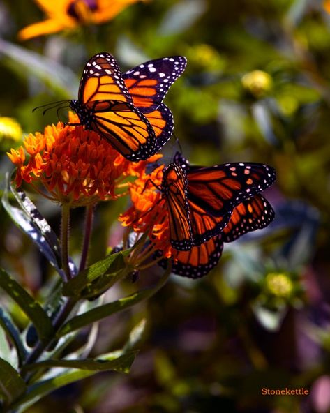 Monarchs by Jim Wright (Stonekettle)16"x20" on stretched canvas, ready for hanging or framing.• Acid-free, PH-neutral, poly-cotton base• 20.5 mil (0.5 mm) thick poly-cotton blend canvas• Canvas fabric weight: 13.9 oz/yd2(470 g/m²)• Fade-resistant• Hand-stretched over solid wood stretcher bars• Matte finish coating• 1.5″ (3.81 cm) deep• Mounting brackets included• Blank product in the EU sourced from Latvia• Blank product in the US sourced from the US Rocket Design, Fabric Envelope, Rural Living, Monarch Butterflies, Butterfly Pictures, Postcard Collection, Glossy Print, Butterfly Wallpaper, Monarch Butterfly