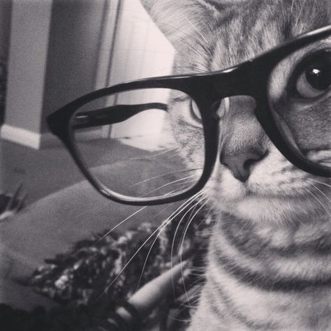 Hipster Tessa ليلي كولينز, Uk Icon, Cat Wearing Glasses, Haiwan Comel, Sosua, Anak Haiwan, Cat Profile, Flipagram Instagram, Cat Glasses