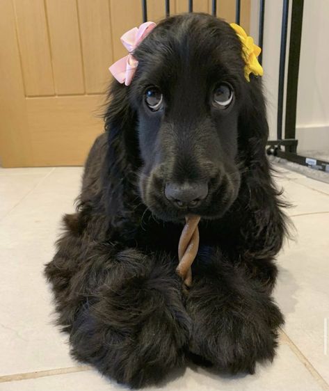 Cocker Spaniel Adult, Black Cocker Spaniel Puppies, Springer Puppies, English Cocker Spaniel Puppies, Dog Shopping, Doberman Puppies, Dream Puppy, Black Cocker Spaniel, Dog Mommy