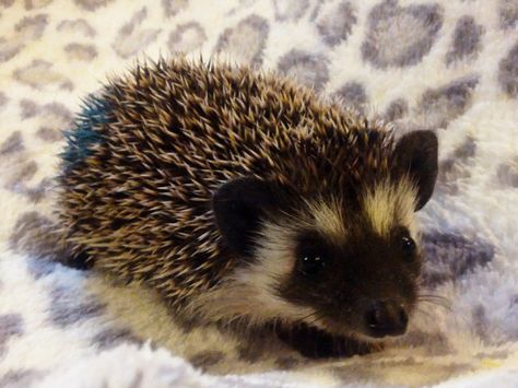 gorgeous face.. is algerian black color ! (Haven't seen one like this before!) Hedgehog Fursona, Black Hedgehog, Hedgehog Pictures, Hedgehog Care, Cutest Animals On Earth, Pygmy Hedgehog, Hedgehog House, Hedgehog Pet, Baby Hedgehog