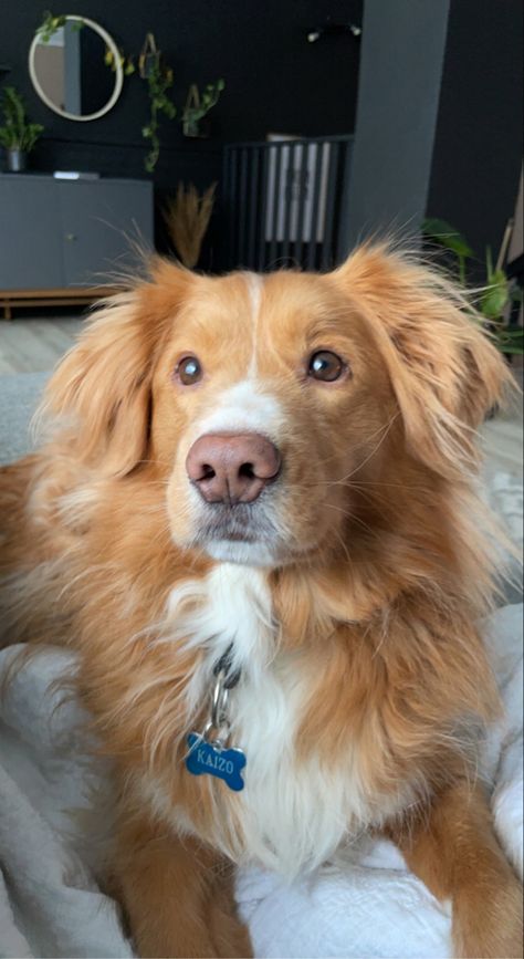 Duck Toller Retriever, Small Golden Retriever, Duck Retriever, Toller Dog, Best Friend For Life, Orange Dog, Nova Scotia Duck Tolling Retriever, Very Cute Puppies