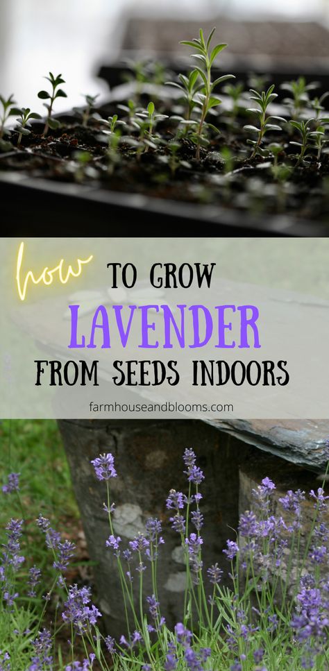 two pictures, one of a seedling tray with lavender seedlings, the other of lavender growing outside in the garden Planting Lavendar, Lavender From Seed, Growing Lavender Indoors, Indoor Lavender Plant, Lavender Indoors, Lavender Plant Care, How To Propagate Lavender, Grow Lavender, Lavender Plants