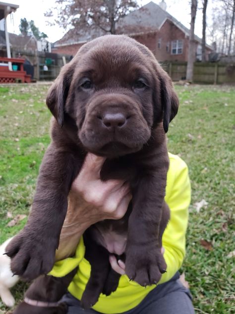 Labrador Puppies For Sale, Big Dogs Breeds, Biggest Dog In The World, Funny Dog Signs, English Labrador, Funny Dog Jokes, Biggest Dog, Chocolate Lab Puppies, Cute Fluffy Dogs