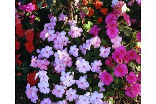 The Best Flowers to Plant in Morning Sun & Afternoon Shade | eHow Bacopa Plant, Step Garden, Shady Gardens, Screened Patio, Arizona Garden, Porch Planter, Apartment Gardening, Shady Garden, Shade Gardening