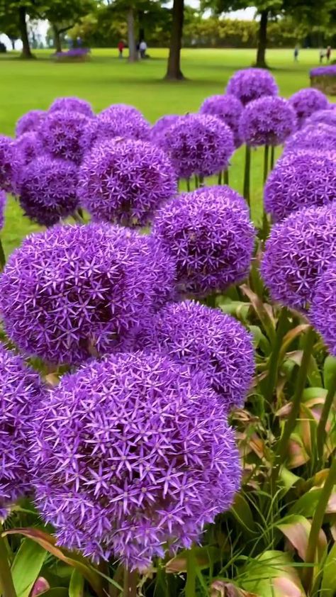 Purple Flowers Garden, Have Inspiration, Unusual Flowers, Beautiful Flowers Garden, Floral Photography, Beautiful Flower Arrangements, Beautiful Flowers Wallpapers, Garden Yard Ideas, Flower Gardens