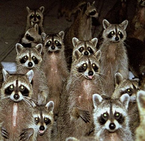 A Whole Bunch Of Raccoons! Racoon, Mobile Home, Tumblr