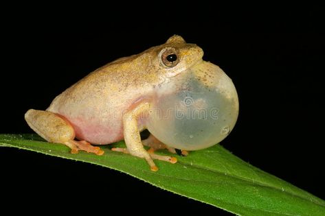 Painted reed frog. Male painted reed frog (Hyperolius marmoratus) calling during , #AFF, #Male, #painted, #frog, #Painted, #reed #ad Aquatic Habitat, Frog Facts, Green Tree Frog, Dart Frog, Image Painting, School Art Projects, Frog And Toad, Tree Frogs, Top Ten