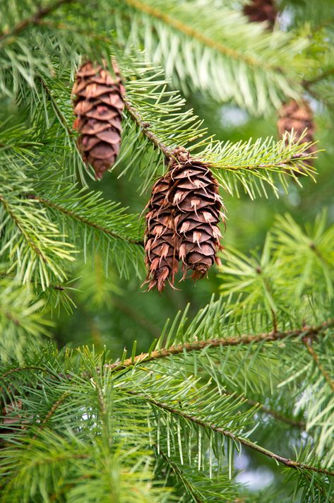 Pseudotsuga Menziesii, Douglas Fir Tree, Fir Cones, Strange And Unusual, Christmas China, Plants Are Friends, Wild Bird, China Painting, Natural Scents