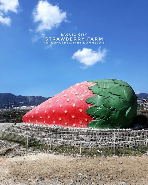 #StrawberryFarm #Strawberry #WhenInBaguio #BaguioCity #Philippines Strawberry Farm Baguio, Strawberry Farm, Baguio City, Farm Photography, City Drawing, Baguio, Drawing Sketches, Philippines, Cute Drawings