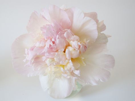 Raspberry Sundae Peony 2014 Raspberry Sundae Peony, Sorbet Peonies, Sorbet Peony, Light Pink Peony, Moutan Peony, Unbelievable Pictures, Chrysanthemum, Pictures To Draw, Breathtaking Views