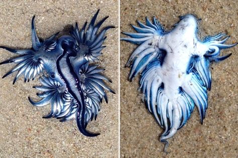 Dragon sea creature dubbed 'most beautiful killer' washes up on beach Sun Mobile, Believer Imagine Dragons, Marine Invertebrates, Fav Animal, Leafy Sea Dragon, Sea Slugs, Fantasy Ideas, Seashell Painting, Sea Snail