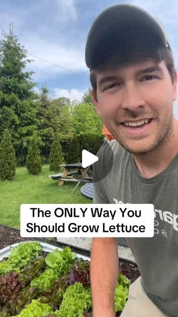 Dot Curtis | Gardening Enthusiast on Instagram: "Game-changer for growing leafy greens   Credit: mi.gardener on TikTok  #gardening #gardeningtips #growyourownfood   Follow @gardener_hacks101 for daily gardening content like videos, memes and infographics" Planting Ginger Root, Home Vegetable Garden Design, Grow Lettuce, Texas Garden, Indoor Vegetables, Veggie Gardens, Growing Lettuce, Gardening Vegetables, Gardening Hacks