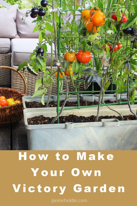 Victory-Garden-Tips Modern Victory Garden, Victory Garden Plans, Garden Event, Sustainable Eating, Victory Garden, Garden Stuff, Garden Tips, How To Set Up, Garden Planning