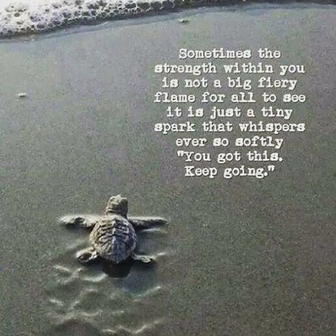 Sometimes the strength within you is not a big fiery spark.  It's just a tiny whisper.  "Keep going." Turtle Quotes, Quotes Strength, Great Sayings, Inspiring Images, Sea Turtles, Quotable Quotes, Quotes About Strength, Encouragement Quotes, Heartfelt Quotes