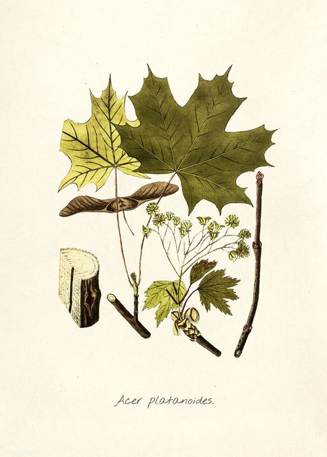 Public Domain | Antique illustration of acer platanoides Acer Platanoides, Sycamore Seed, Free Illustration Images, Hand Images, Nature Artwork, Antique Illustration, Hand Draw, Rare Flowers, Maple Leaves