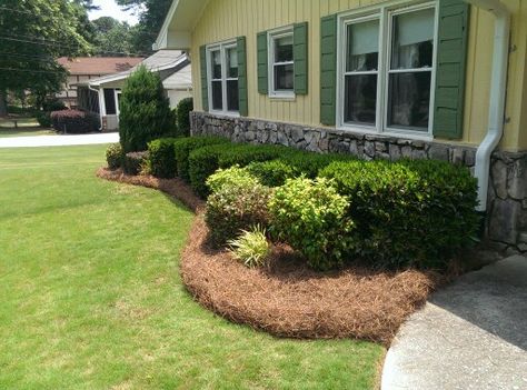 The proper installation of pinestraw. Left six inches between ground cover and house. Rolled all edges to give highlight to the Zoysiagrass and plantings. Outdoor Flowers, Yard Work, Green Space, Ground Cover, Diy Backyard, Lawn And Garden, Garden And Yard, Front Yard Landscaping, Flower Beds