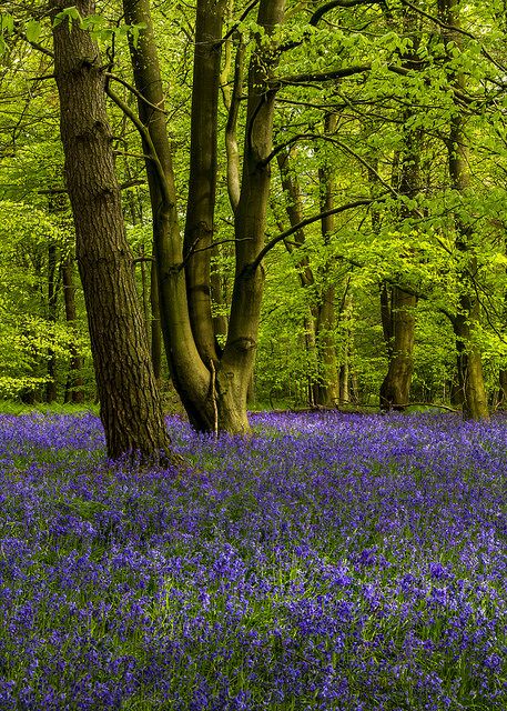 Bluebell Woods, Purple Carpet, Forest Scenery, Make My Day, Beautiful Landscape Wallpaper, So Thankful, Landscape Wallpaper, My Day, Tree Painting