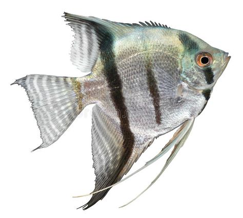 Silver Angelfish. Isolated on white background , #Ad, #Angelfish, #Silver, #Isolated, #background, #white #ad Fish Images, Image Of Fish, Betta Tank, Fish Stock, Watercolor Projects, Pomeranian Puppy, Angel Fish, Freshwater Aquarium, Freshwater Fish