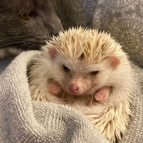 Hedgehog Matching Pfp, Matching Pfps Cute, Pfp Animal, Pfps Cute, Hedgehog Animal, All About Animals, Matching Pfps, Pretty Cats, Cute Little Animals