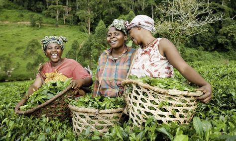 International Women's Day is an opportunity to celebrate the success and achievements of women in agriculture, while also calling on more resources and support. Women In Agriculture, South American Women, Women Farmers, Rural Women, Female Farmer, Women Laughing, Women Gathering, International Women’s Day, Woman’s Day