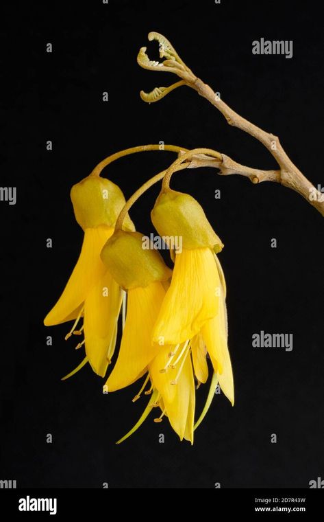 Download this stock image: Yellow kowhai flowers on a black neutral background. Kowhai are native to New Zealand - 2D7R43W from Alamy's library of millions of high resolution stock photos, illustrations and vectors. Kowhai Flower, Kowhai Tree, Nz Flowers, Nz Plants, Wood Pigeon, Nz Art, Native Flowers, Neutral Background, Chris Wood