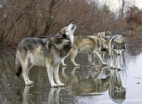 Howling Wolf with Pack. Grey wolf howling to rally the pack , #spon, #Pack, #Grey, #Howling, #Wolf, #rally #ad Northwestern Wolf, Wolf Girl And Black Prince, Wolf Images, Wolf Stuff, Wolf Photos, Wolf Love, Wild Wolf, Wolf Pictures, Beautiful Wolves