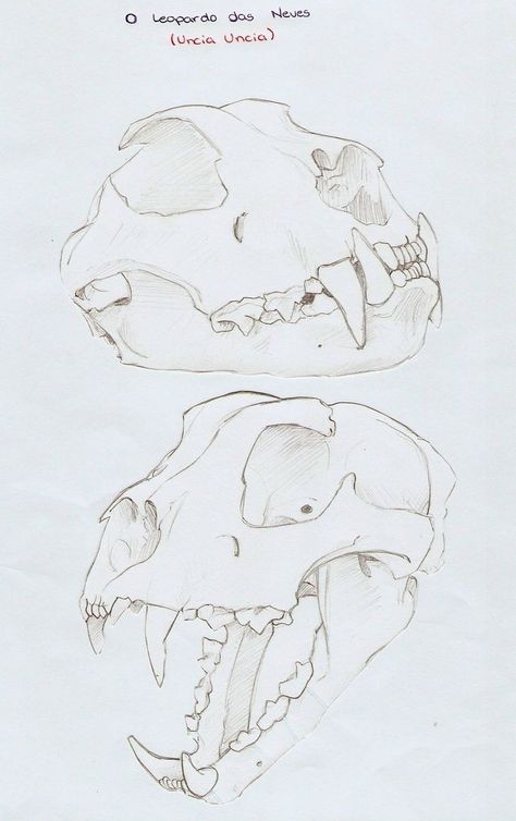 Animal Skull Drawing, Leopard Drawing, Bear Skull, Skull Reference, Skeleton Drawings, Animal Skeletons, Skulls Drawing, Cat Skull, Human Drawing