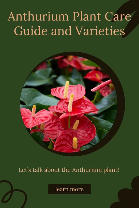 Learn how to care for this beautiful plant and add a touch of the tropics to your home!* ���🔗 #plantcare #houseplants #anthurium Anthurium Plant, Plant Care, Indoor Plants, House Plants, Plants