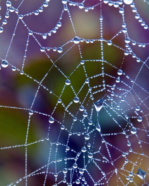 Green Spider, Green Pictures, Spider Webs, Dew Drops, The Spider, Simple Green, Green Nature, Color Stories, World Of Color