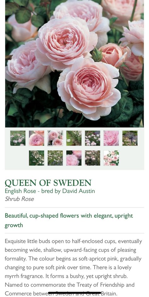 David Austin Queen Of Sweden, Rose Queen Of Sweden, Queen Of Sweden Rose, Queen Of Sweden, Rose Garden Design, Bridal Party Bouquets, Strange Flowers, Rose Queen, Bloom Blossom