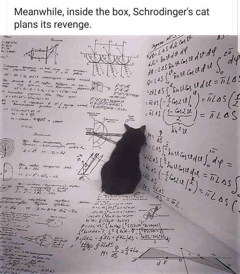 Nerd Memes, Physics Memes, Nerdy Jokes, Schrödinger's Cat, Nerd Jokes, Math Jokes, Humor Videos, Nerd Humor, Funny Science Jokes