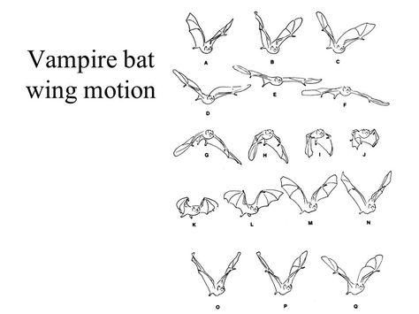 Bat Wing Motion Bat Wings Character, Bat Wing Reference, Person With Bat Wings, Bat Wings Reference, Bat Animation, Bat Poses, Wing Animation, Wings Animation, Bats Wings