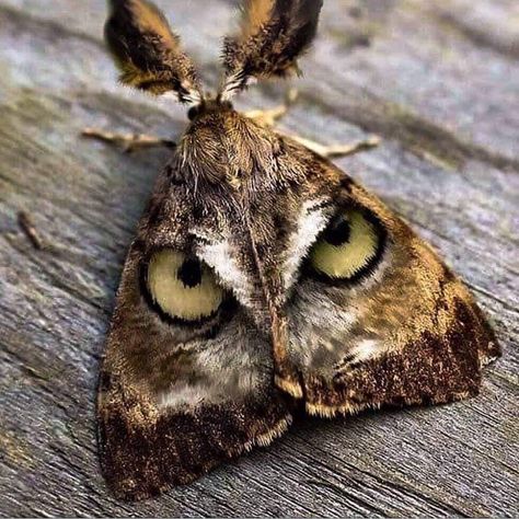 Moth Wings, Moth, Close Up