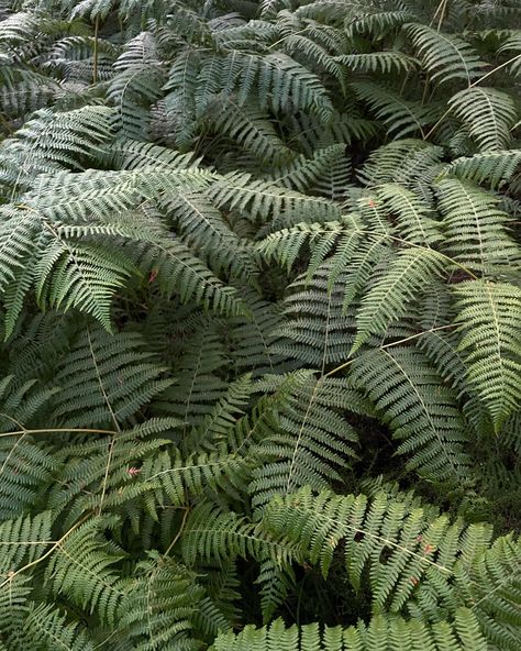 I may be back in the States but I’ve got about 30,000 pictures to go through and most of them are of ferns in the Scottish forests 🤠 Sage Forest, Architecture Images, Fern, Mood Board, Forest, Architecture