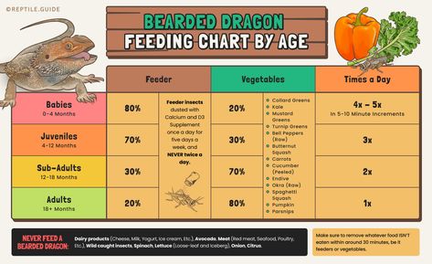 Bearded Dragon Feeding Schedule, Bearded Dragon Feeding, Bearded Dragon Setup, Eating Once A Day, Diy Reptile, Dragon Pet, Bearded Dragon Terrarium, Bearded Dragon Food, Greens Supplement