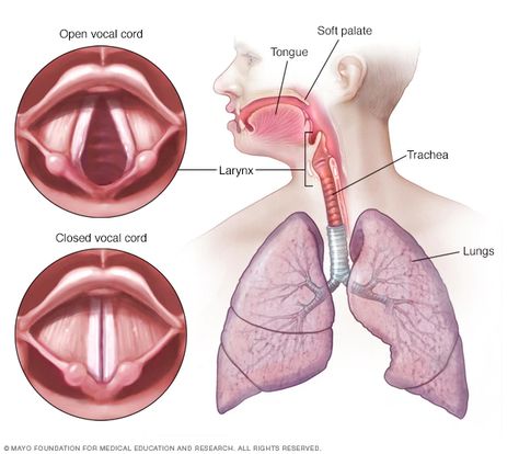 Vocal cord paralysis - Symptoms and causes - Mayo Clinic Vocal Exercises Singing, Vocal Training, Singing Techniques, Learn Singing, Vocal Lessons, Vocal Exercises, Singing Tips, Medical Anatomy, Muscle Tissue