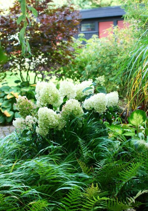 Hydrangea Silver Dollar, Modernist Garden, Shade Garden Plants, Hydrangea Paniculata, Gardening Trends, Have Inspiration, Backyard Garden Design, White Gardens, Back Gardens