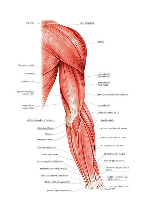 Arm Muscle Diagram, Muscles Of The Arm Anatomy, Shoulder Muscles Anatomy Drawing, Arm Muscles Anatomy Reference, Arms Muscles Anatomy, Body Muscles Anatomy Drawings, Anatomy Of Arm, Arm Muscles Drawing, Hand Muscles Anatomy