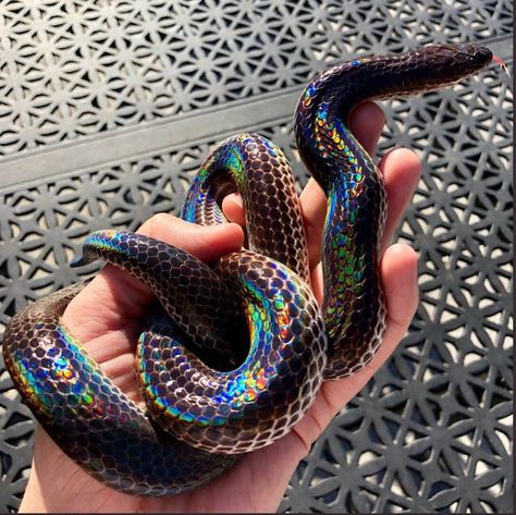 Rainbow Snake, Colorful Snakes, Pretty Snakes, Rabbit Cages, Cute Snake, Cute Reptiles, Reptile Snakes, Pet Snake, Beautiful Snakes