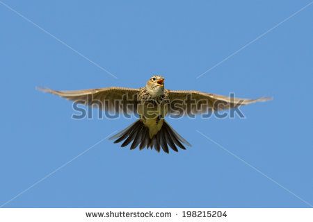 Horse Guards, Skylark, Nature Art Painting, In Flight, Nature Art, Blue Sky, Flight, Royalty Free Stock Photos, Singing