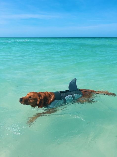 Found this guy on pinterest, and we love !! Underwater Dogs, Dog Life Vest, Underwater Ocean, Dog Swimming, Cute Animals Puppies, Very Cute Dogs, Really Cute Dogs, Cute Animals Images, Summer Dog